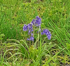 41 - Jacinthe des bois violette