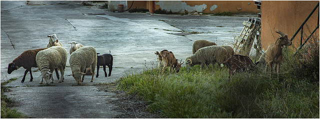 Pastoralisme et urbanisation - Pastoralismus und Urbanisierung - Pastoralism and urbanization