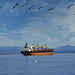 Pelicans and Bulk Carriers