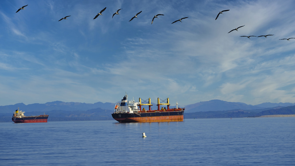 Pelicans and Bulk Carriers