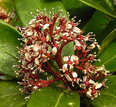 20240408 0025CPw [D~LIP] Japanese Skimmia (Skimmia japanica), BS