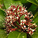 20240408 0025CPw [D~LIP] Japanese Skimmia (Skimmia japanica), BS