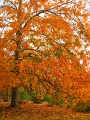 Autumn Tree