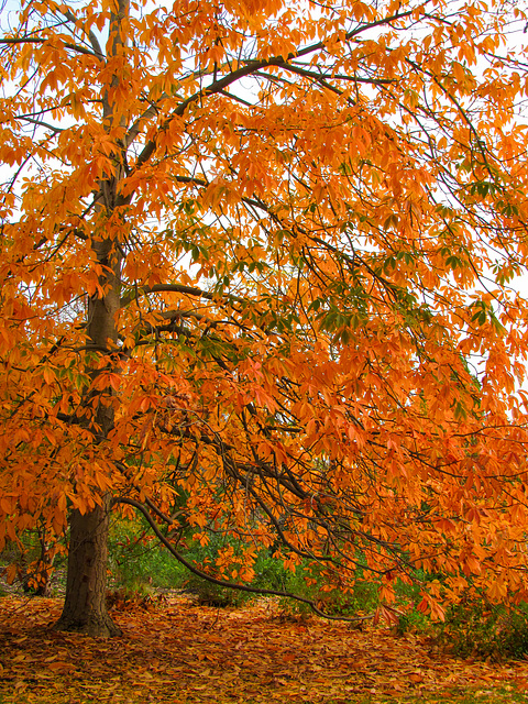 Autumn Tree