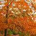 Autumn Tree