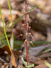 Neottia bifolia (formerly Listera australis ) (Southern Twayblade orchid)