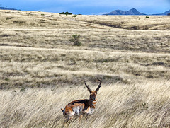 Arizona Pronghorn Antelope