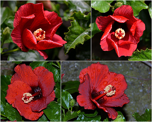 Ouverture de l'hibiscus