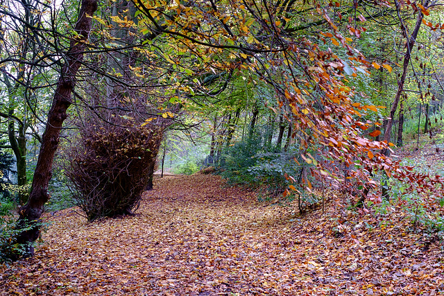 Manor Park track