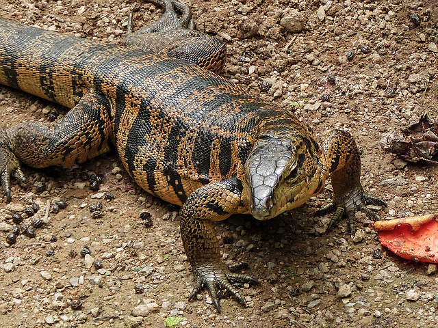 Golden Tegu lizard, Asa Wright Narture Centre, Trinidad