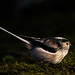 Long-tailed Tit