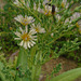 DSC01100 - Almeirão-roxo Lactuca canadensis, Asteraceae