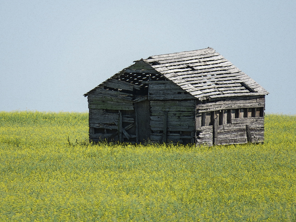 Decaying in a field of Canola