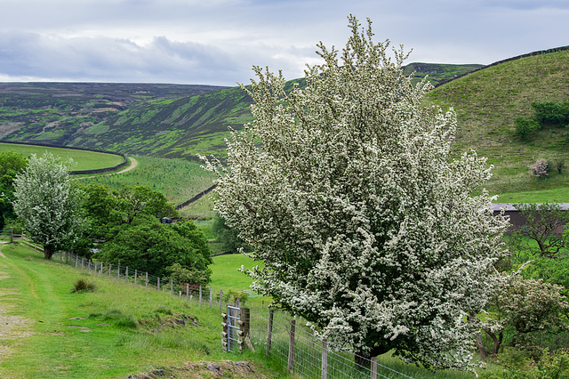 Hawthorn ‘May’ blossom