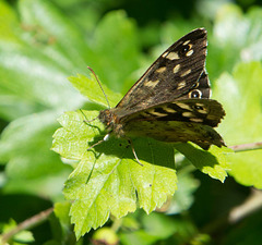 Speckled wood butterfly