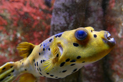 Poisson-ballon (ou poisson-globe ou fugu)