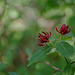 Carolina Allspice