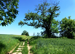 Auf dem Traumpfad Rheingoldbogen