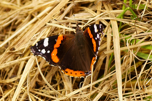 Vanessa atalanta