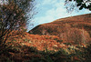 Wildboar Clough - the path through the woods (9 of 9)