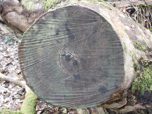 mrw - tree rings