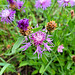 Wiesen-Flockenblume (Centaurea jacea)