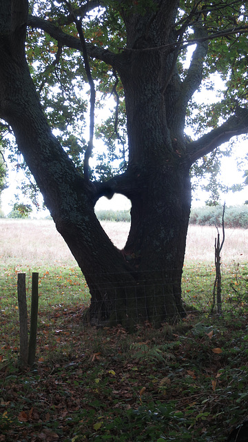 Love Tree