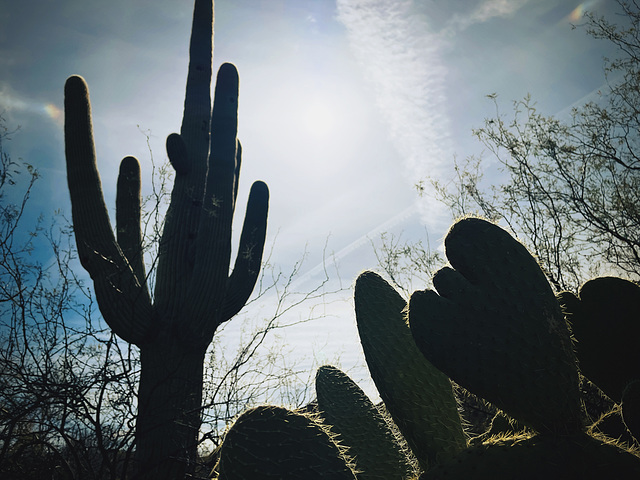 @ Boyce Thompson Arboretum