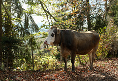 Oberbayerische Kuh