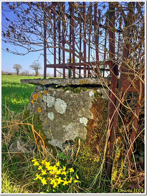 Daffodils at the foot of the old calvary - HFF