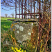 Daffodils at the foot of the old calvary - HFF