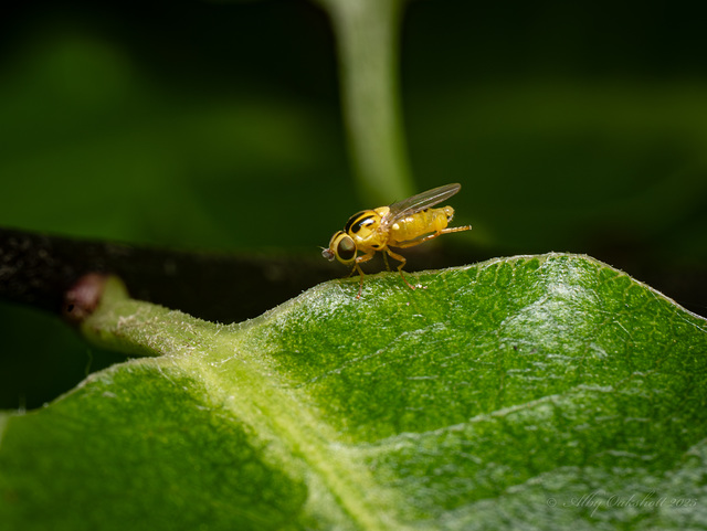 Thaumatomyia 2mm