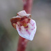 Corallorhiza wisteriana (Spring Coralroot orchid)