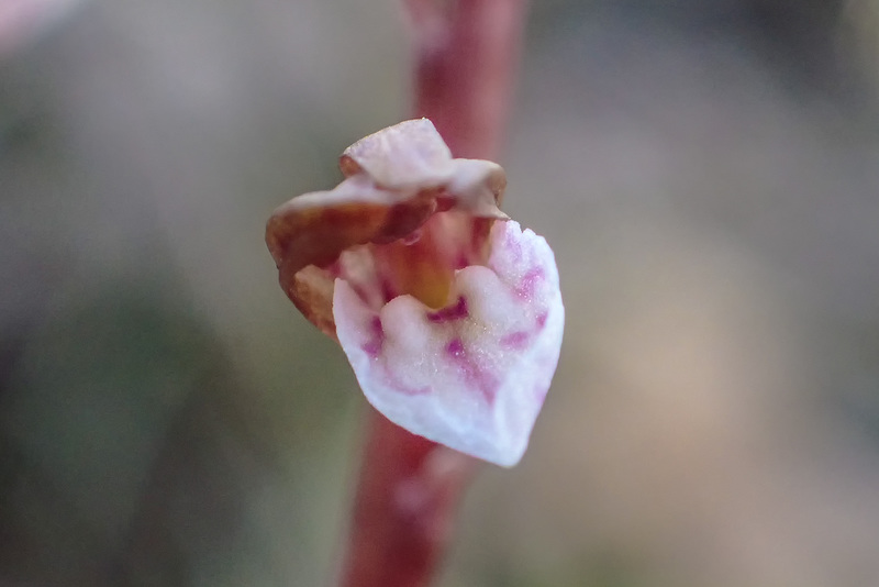 Corallorhiza wisteriana (Spring Coralroot orchid)