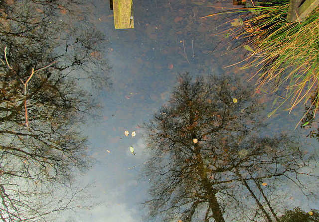 Trees at Hare Hill.