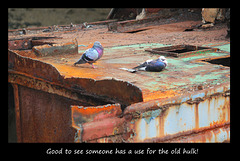 Pigeons on the old hulk - Newhaven - 12.9.2014