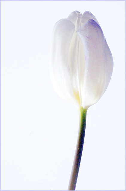 Tulip