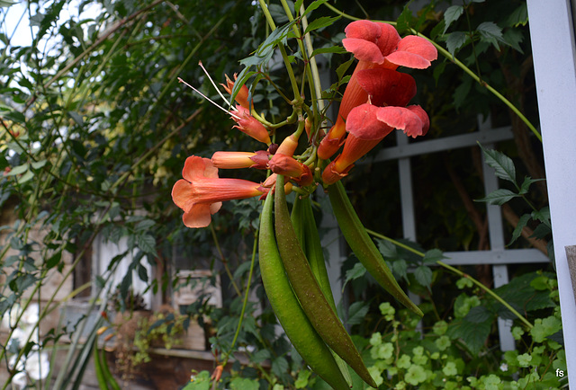 Trumpet vine.....