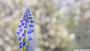 Grape Hyacinth