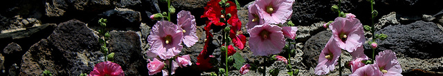 roses trémières - bandeau groupe Malvaceae