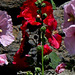 roses trémières - bandeau groupe Malvaceae