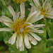 DSC01100a - Almeirão-roxo Lactuca canadensis, Asteraceae