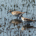 Shorebirds