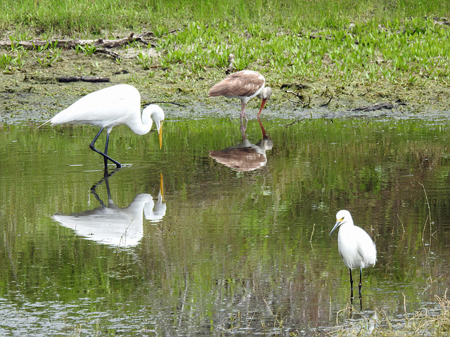 Day 2, Great Egret, White Ibis juv, Snowy Egret