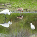 Day 2, Great Egret, White Ibis juv, Snowy Egret
