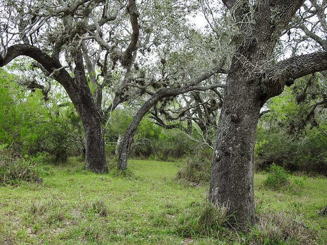 Day 5, King Ranch, Norias Division