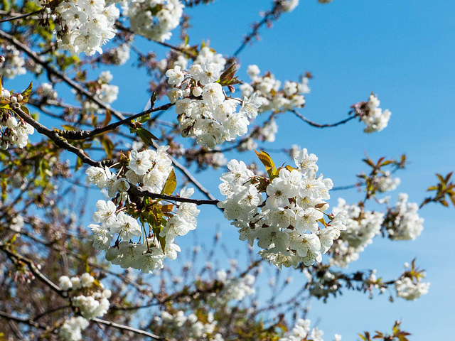 Spring blossom