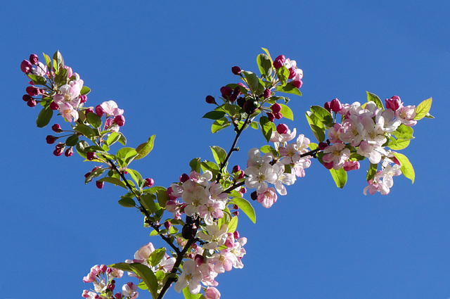 Holzapfel in voller Blüte (2)