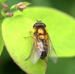 Hoverfly