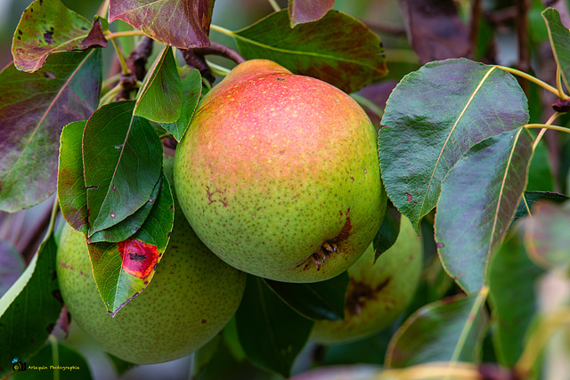 Des poires sur notre arbre